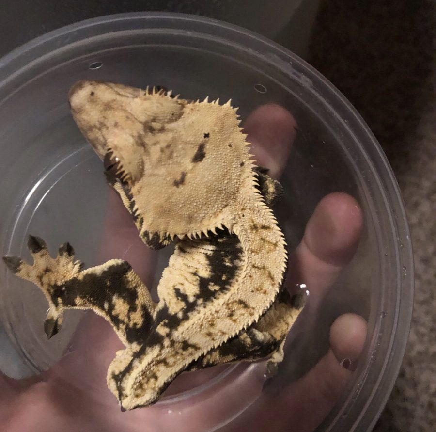 Crested+Geckos