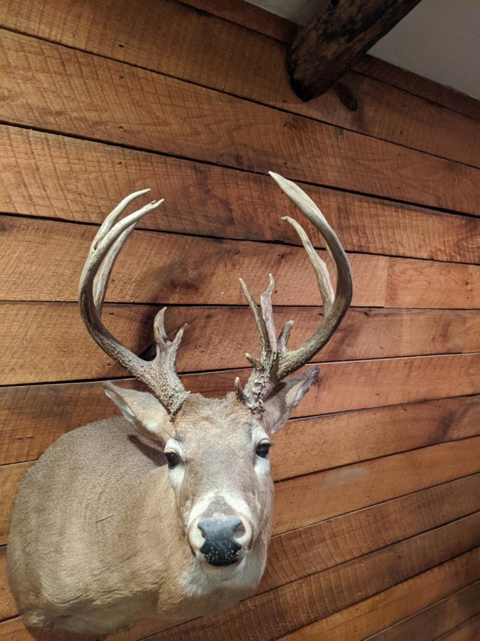 How Antlers Change in Buck From Year to Year