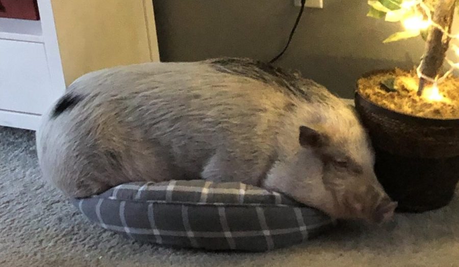 How to Properly Care For Pot-Bellied Pigs