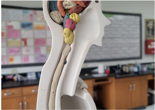 Model of the Brain Created by a Student